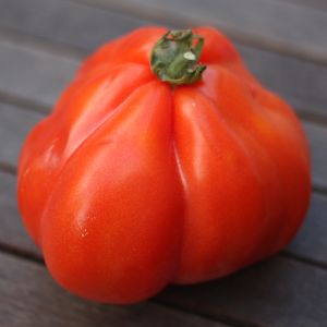 Tomate cœur de bœuf hybride
